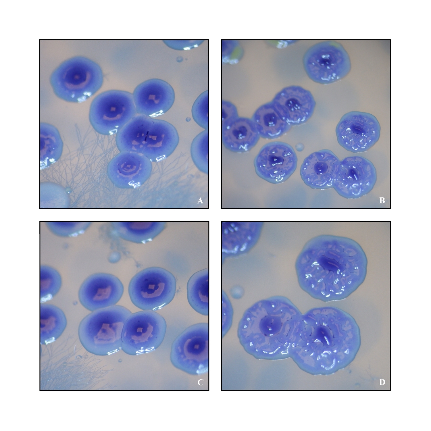 Janthinobacterium lividum, violacein Janthinobacterium lividum, violacein