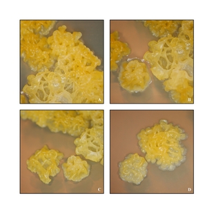 Foto2